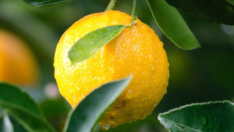 细胞培养基配方定制，揭秘成都公司的核心优势